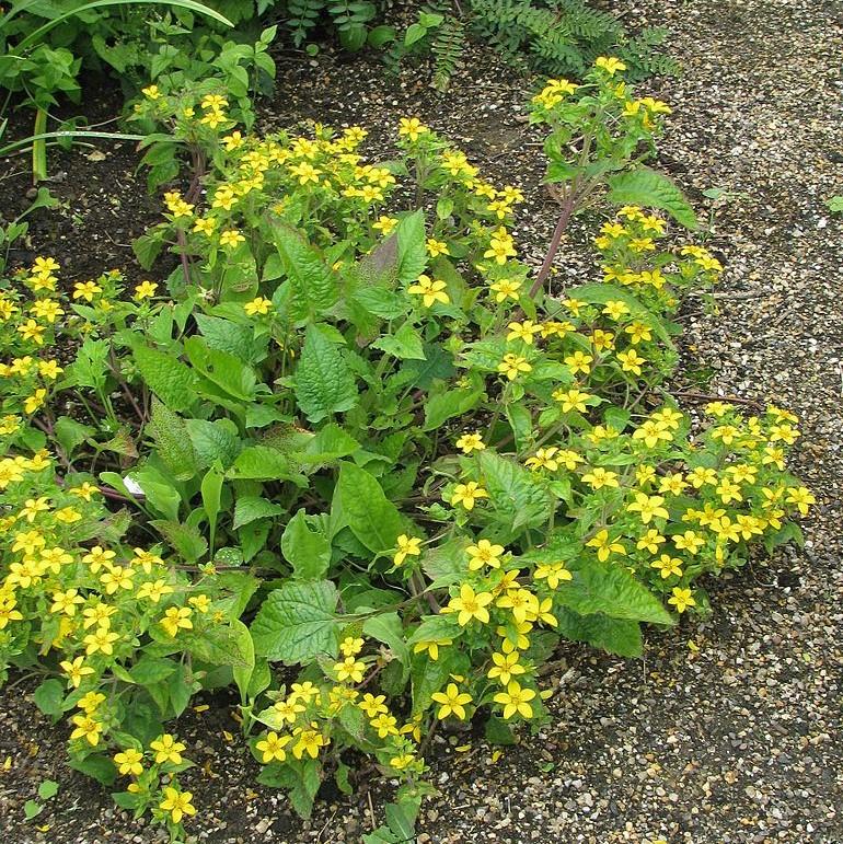 Chrysogonum virginianum ~ Green and Gold, Goldstar