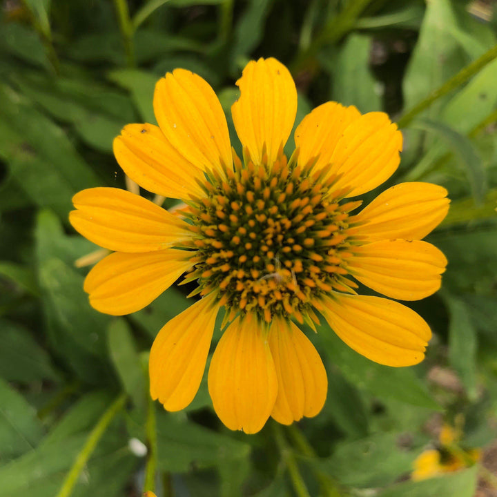 Echinacea x 'Balsomemyim' ~ Sombrero® Lemon Yellow Improved Coneflower