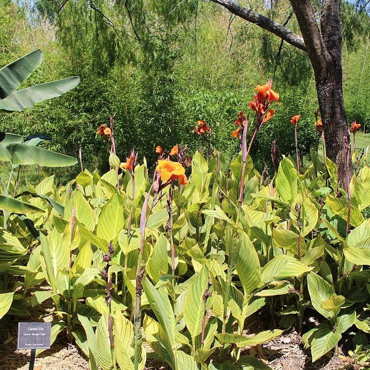 Canna x generalis 'Bengal Tiger' ~ Variegated Tiger Canna Lily