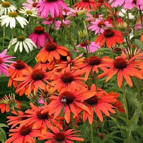 Echinacea 'Orange Skipper' ~ Butterfly™ Orange Skipper Echinacea, Coneflower