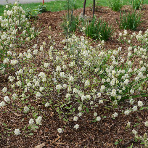 Fothergilla x intermedia 'NCFI1' USPP 34,139 ~ Legend of the Small® Fothergilla