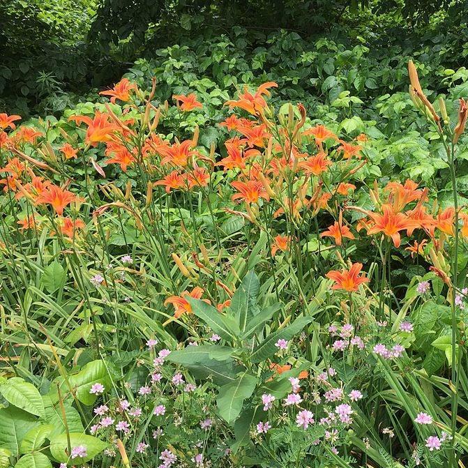 Hemerocallis fulva ~ Orange Daylily