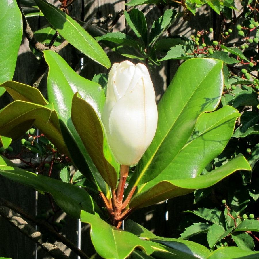 Magnolia grandiflora ‘Edith Bogue' ~ Edith Bogue Southern Magnolia