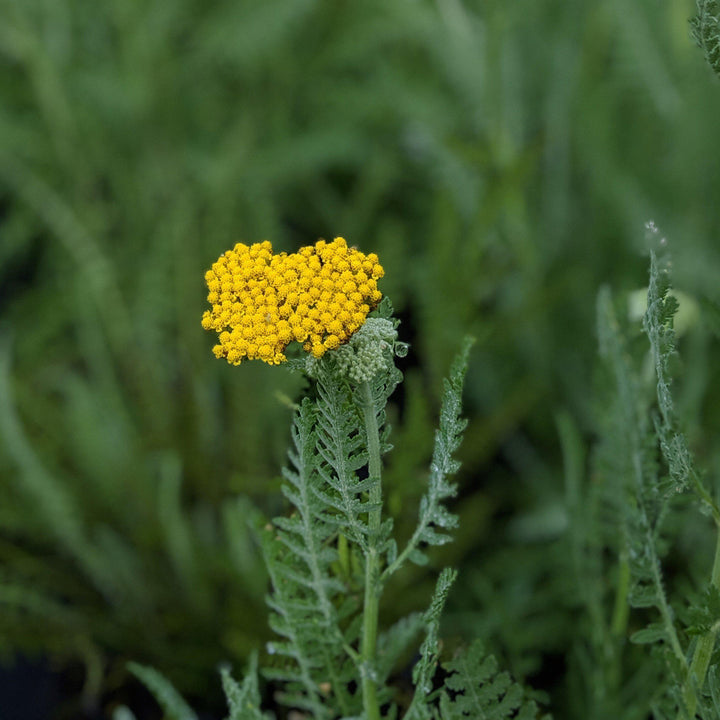 Achillea x 'Coronation Gold' ~ Coronation Gold Yarrow