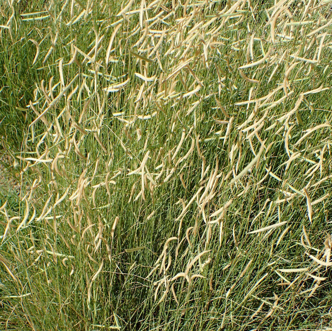 Bouteloua gracilis 'Blonde Ambition' ~ 'Blonde Ambition' Blue Grama