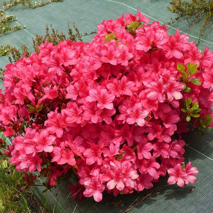 Rhododendron 'Flame Creeper' ~ 'Flame Creeper' Azalea