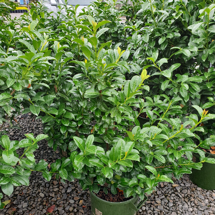 Prunus laurocerasus 'JONG2' PP29,890 ~ Greenfinity Laurel