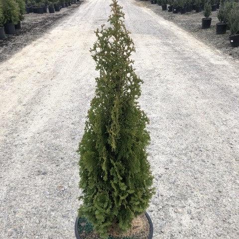 Thuja occidentalis 'DeGroot's Spire' ~ DeGroot's Spire Arborvitae