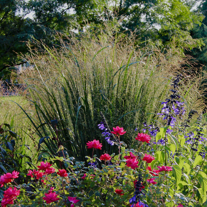 Panicum virgatum 'Gunsmoke' ~ Gunsmoke Switch Grass