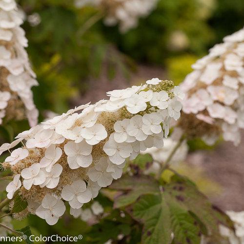 Hydrangea quercifolia 'Brenhill' ~ Gatsby Gal® Oakleaf Hydrangea