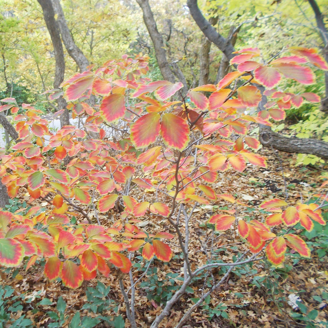 Hamamelis x intermedia 'Arnold Promise' ~ Arnold Promise Witch Hazel