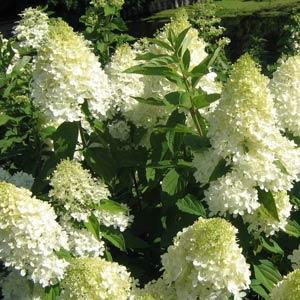 Hydrangea paniculata 'Bokrathirteen' ~ Hortensia dulce de verano