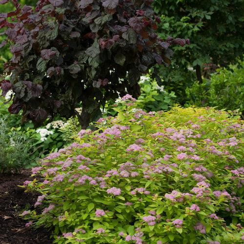 Spiraea x 'Tracy' USPP 21,588 ~ Double Play® Big Bang Spirea