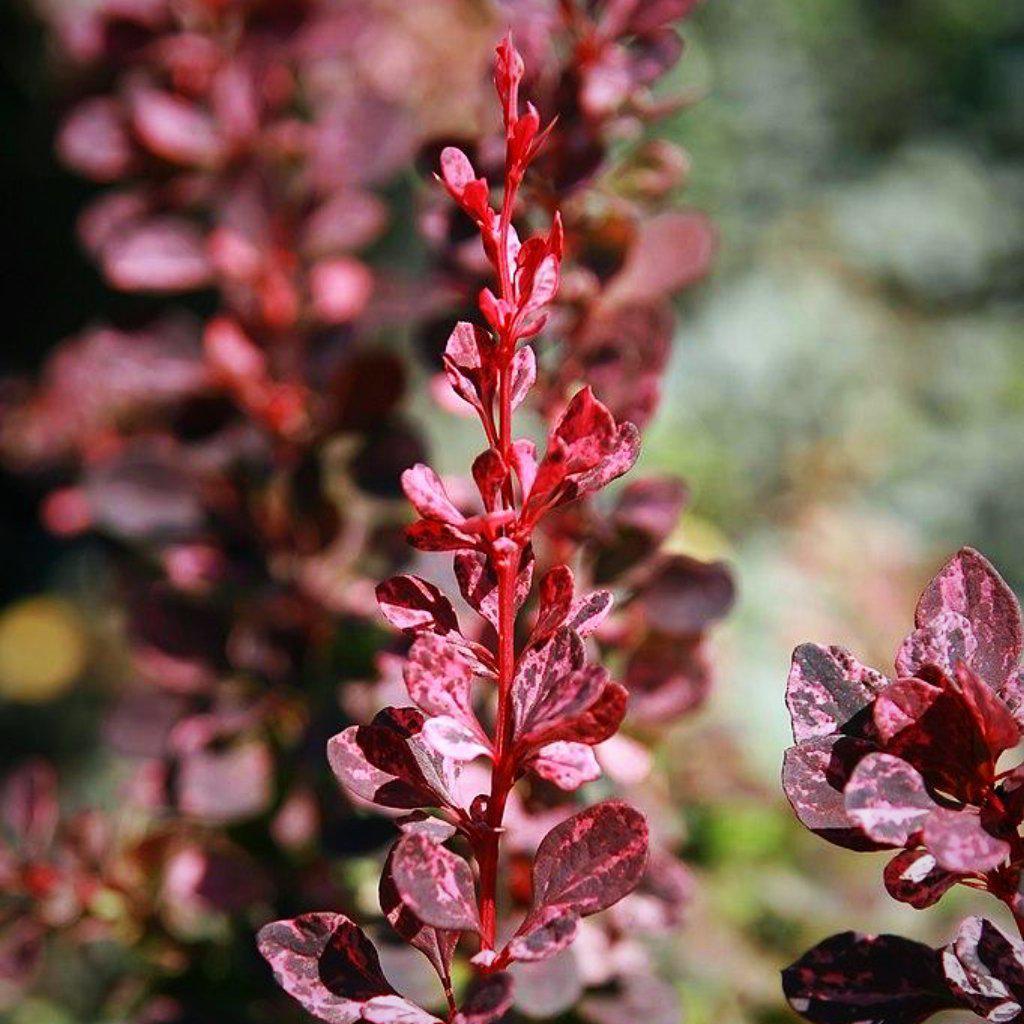 Berberis thunbergii 'Rose Glow' ~ Agracejo Rose Glow