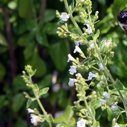 Calamintha nepeta 'White Cloud' ~ White Cloud Calamint