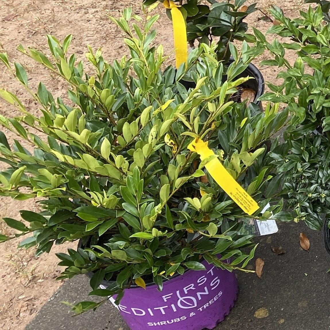 Distylium 'Vintage Jade' PP23,128 ~ First Editions® Vintage Jade Disty ...