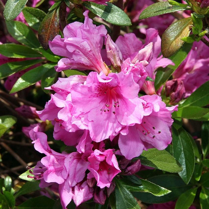 Rododendro 'Karen' ~ Karen Azalea