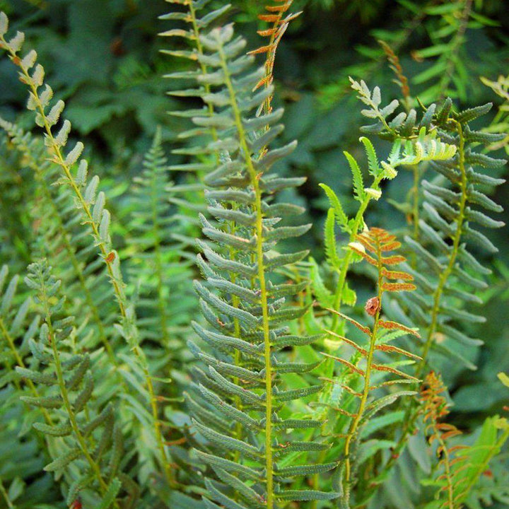 Polystichum acrostichoides ~ Christmas Fern