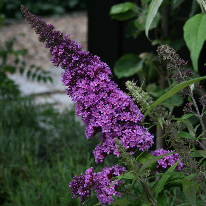 Buddleia davidii 'SMNBDBT' PP#28,794 ~ Arbusto de mariposa enana Pugster Blue®