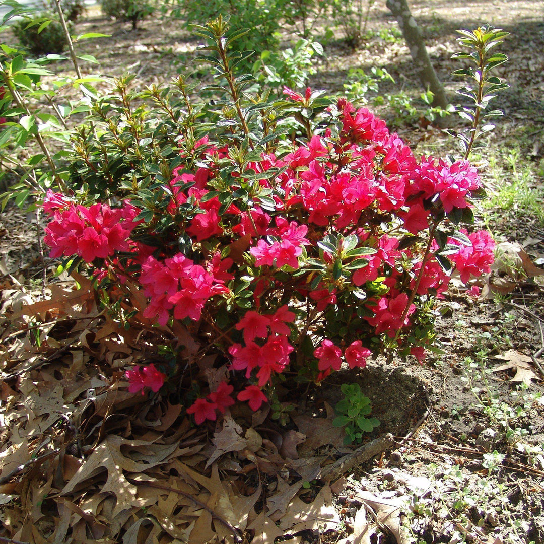 Rododendro 'Conler' ~ Encore® Autumn Ruby™ Azalea