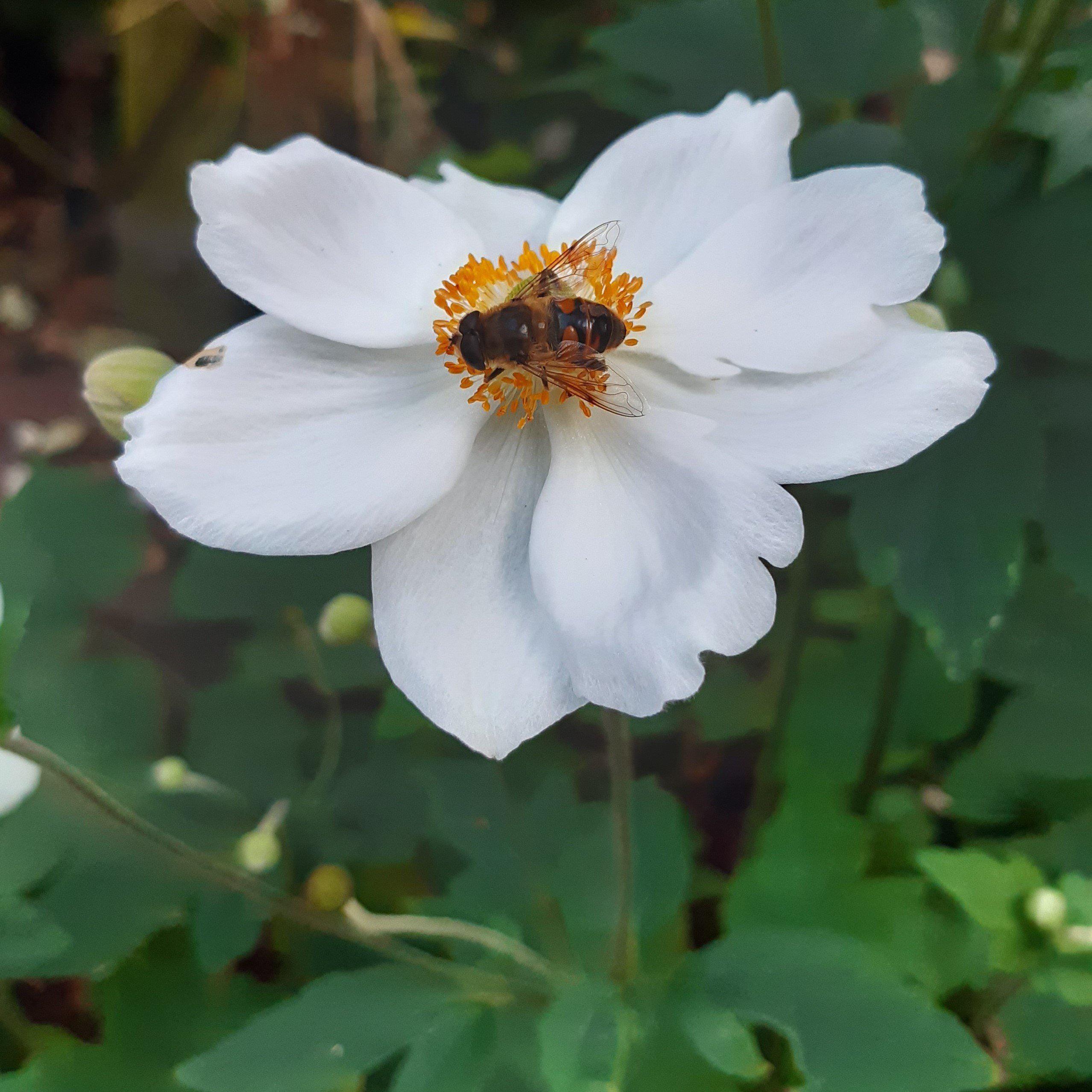 Anemone 'Macane004' ~ Dreaming Swan™ Anemone – JTSOP Farms