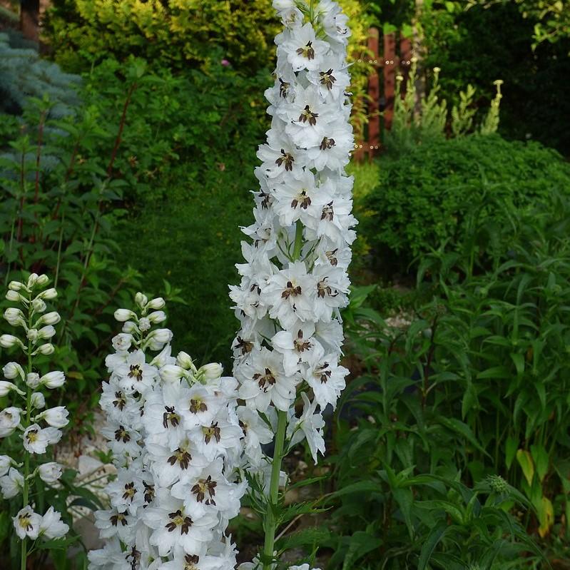 Delphinium (Pacific Hybrids) ~ Pacific Hybrids Mix Delophinium, Larkspur