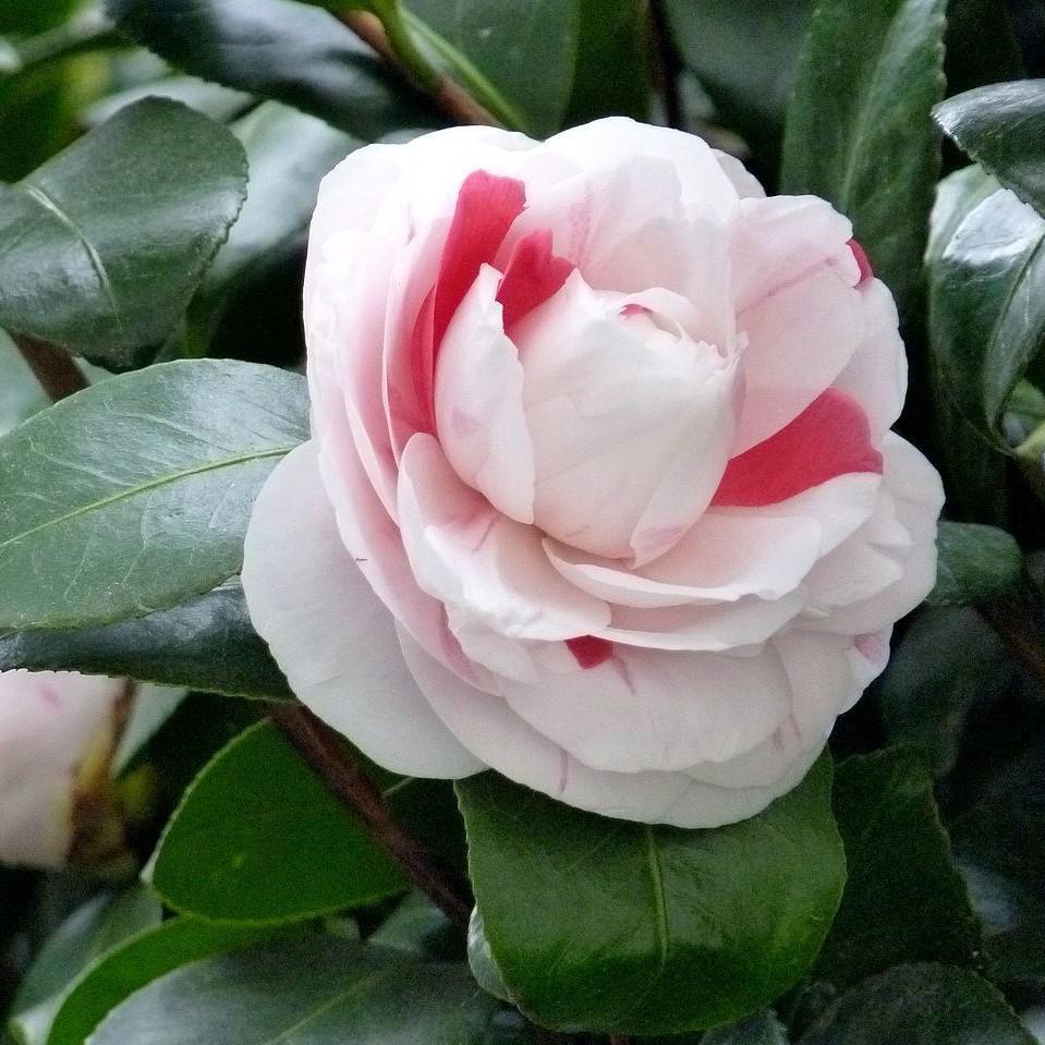 Camellia japonica 'Amanecer de abril' ~ Camelia del amanecer de abril