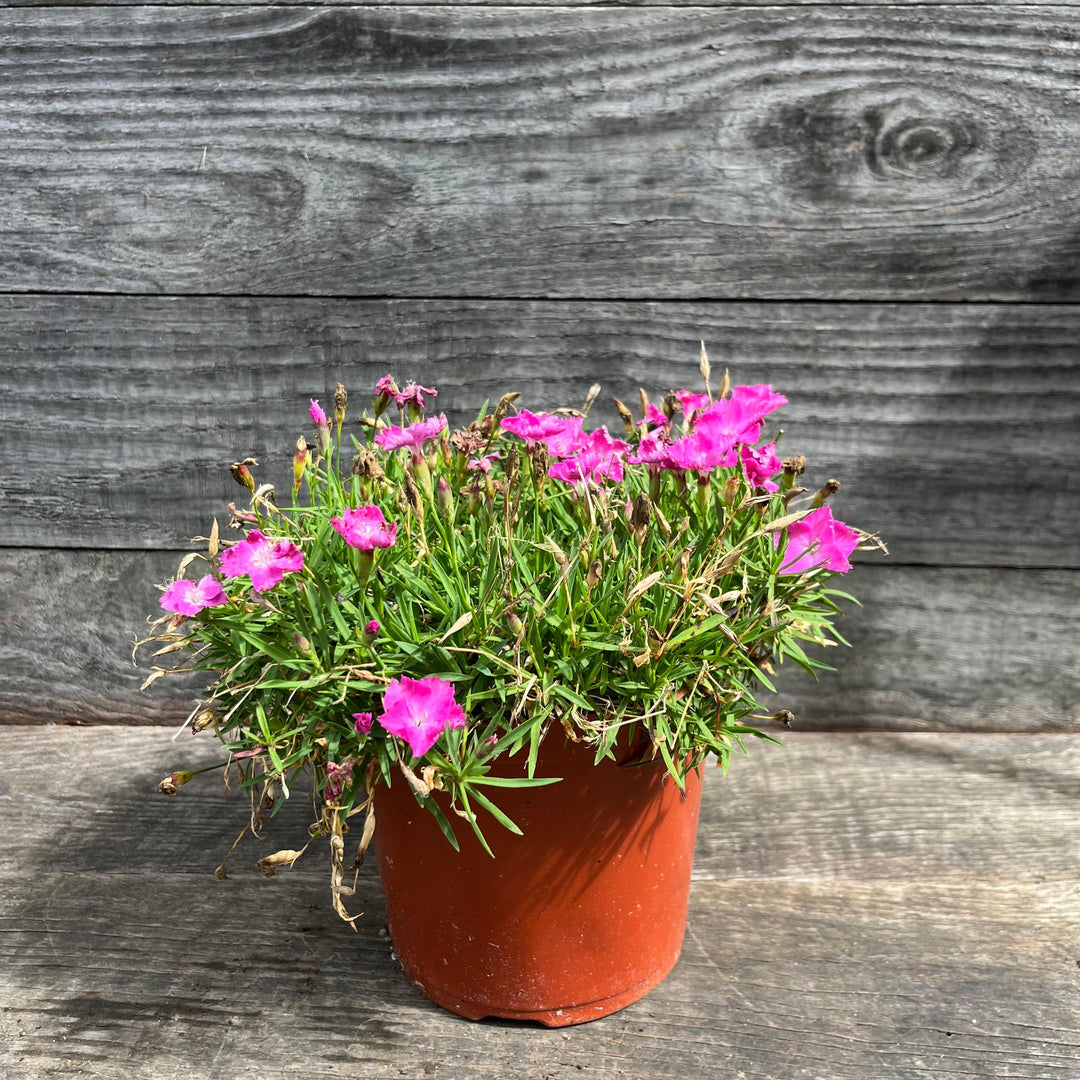 Dianthus gratianapolitanus 'Firewitch' ~ Firewitch Dianthus, Cheddar Pink