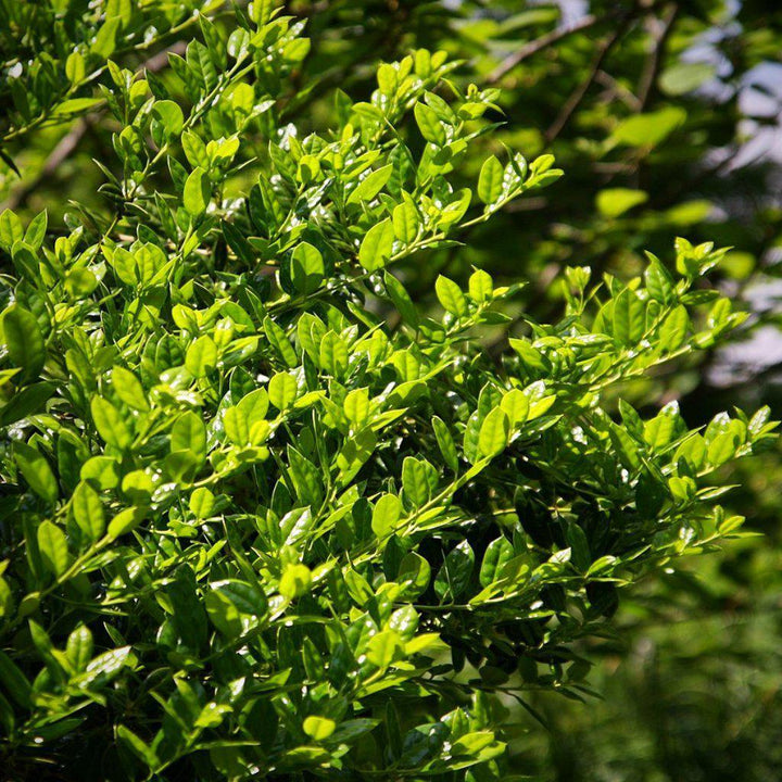 Ilex cornuta 'Burfordii Nana' ~ Acebo enano de Burford