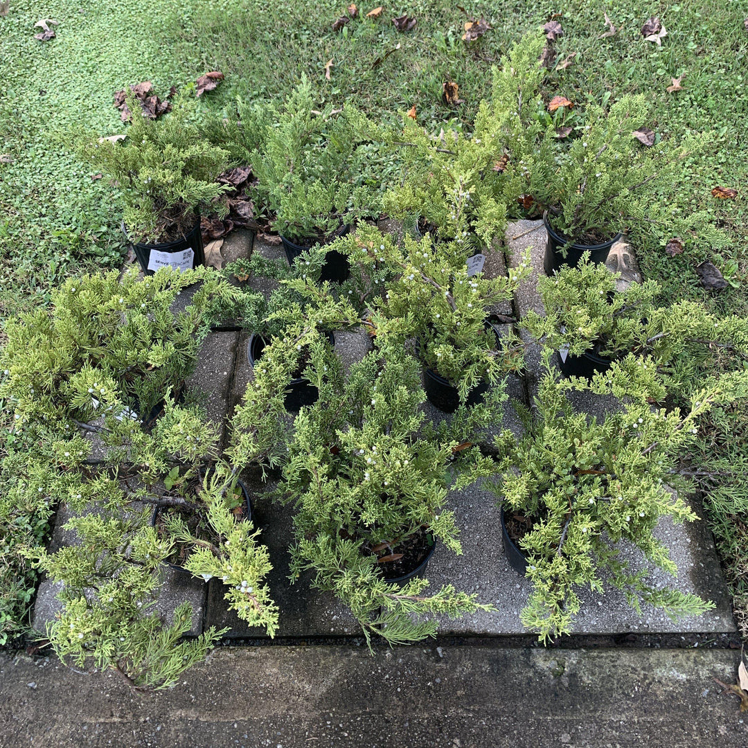 Juniperus squamata expansa 'Parsonii' ~ Enebro de Parson