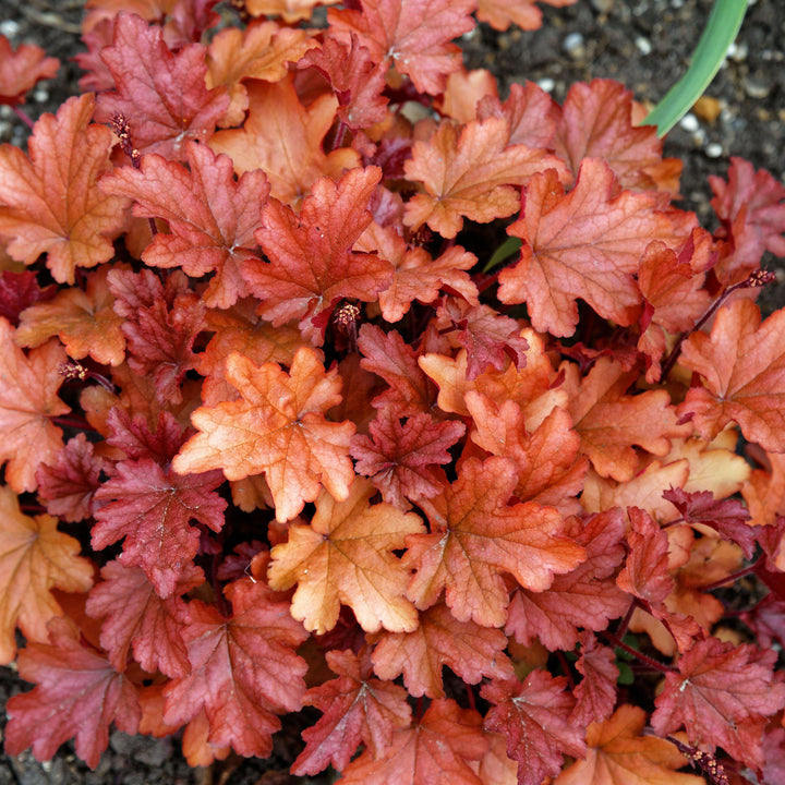 Heuchera x 'Peach Flambe' ~ Peach Flambe Coral Bells