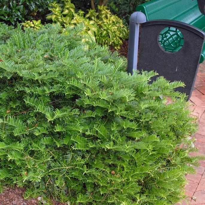 Cephalotaxus harringtonia 'Prostrata' ~ Tejo ciruela japonés rastrero, tejo ciruela extendido