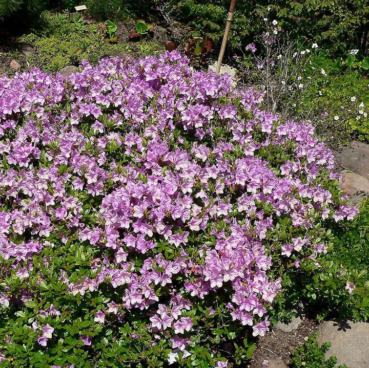 Rhododendron yedoense var. poukhanense ~ Korean Azalea