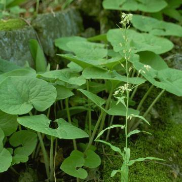 Asarum canadense ~ Wild Ginger