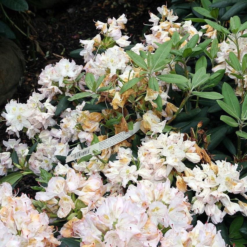 Rhododendron catawbiense 'Álbum' ~ White Catawba Rhododendron