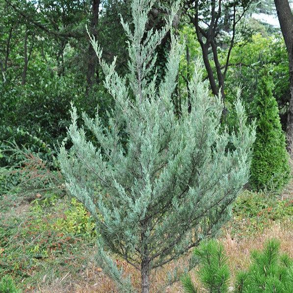 Juniperus scopulorum 'Moonglow' ~ Moonglow Juniper