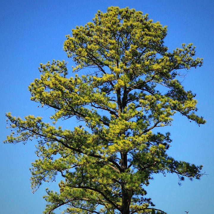 Pinus taeda ~ Pino taeda