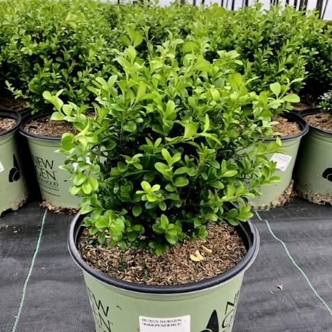 Buxus 'SB 108' PP28888 ~ Boj NewGen™ Independence®