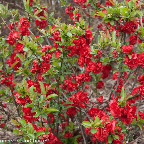 Chaenomeles speciosa 'Scarlet Storm' USPP 20,951 ~ PW® Double Take™ Scarlet Flowering Quince