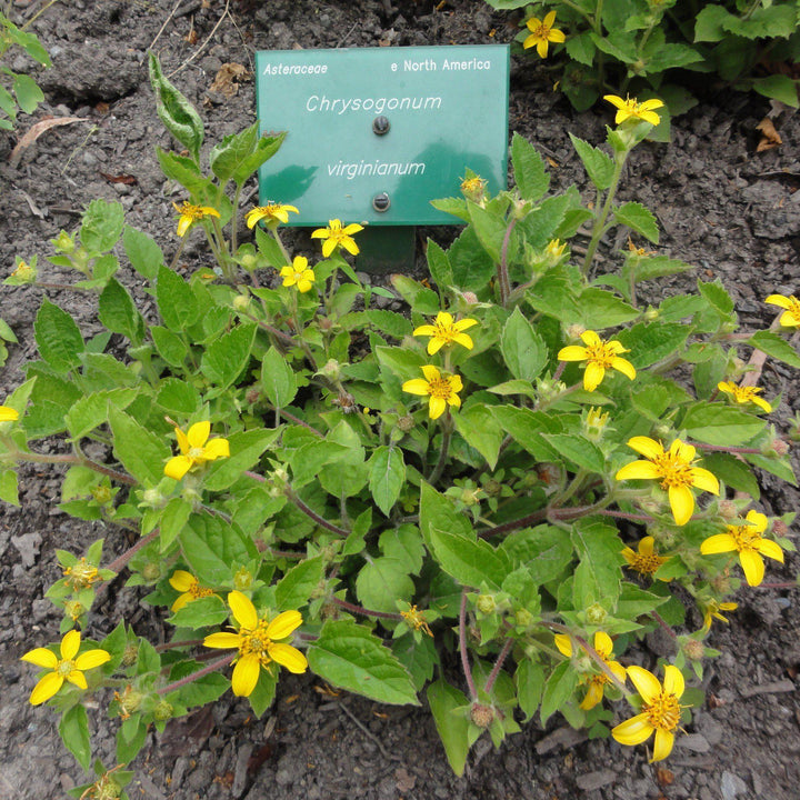 Chrysogonum virginianum ~ Green and Gold, Goldstar