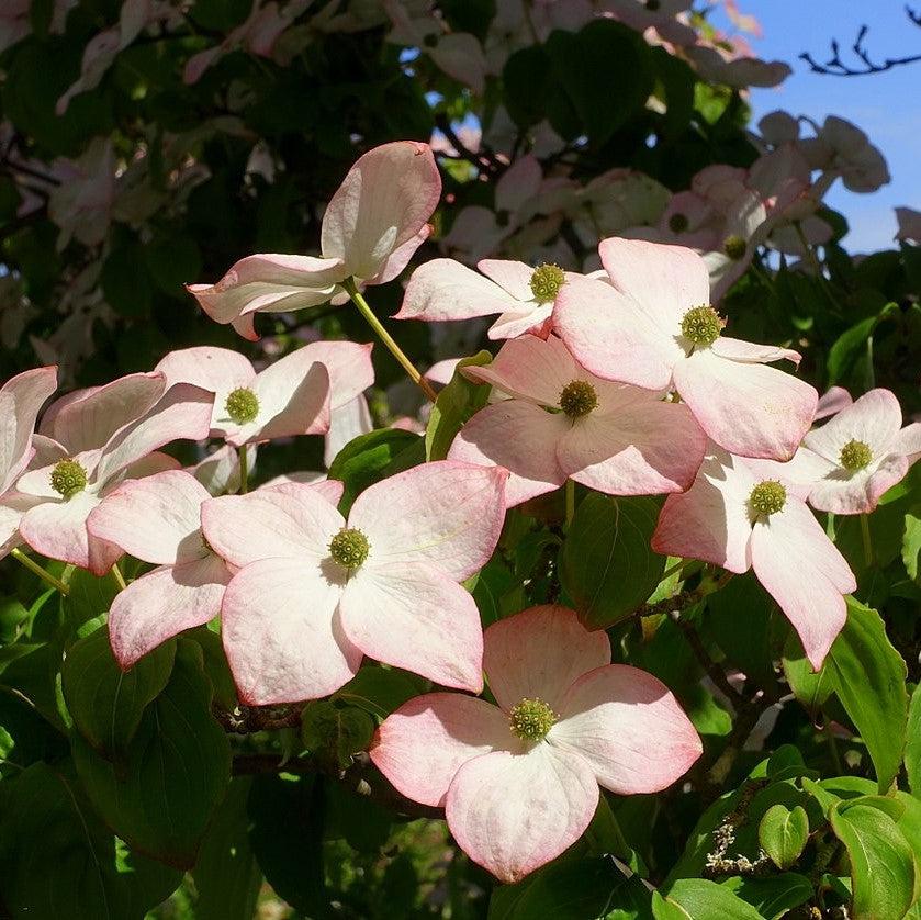 Cornus kousa 'Satomi' ~ Satomi Dogwood