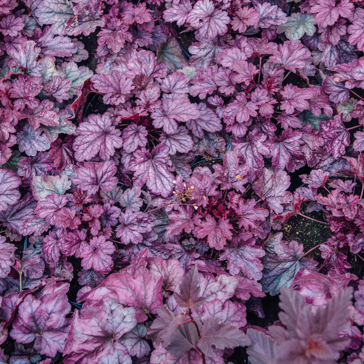 Heuchera 'Grape Expectations' ~ Grape Expectations Coral Bells