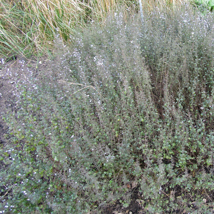 Calamintha nepeta 'Blue Cloud' ~ Blue Cloud Catmint