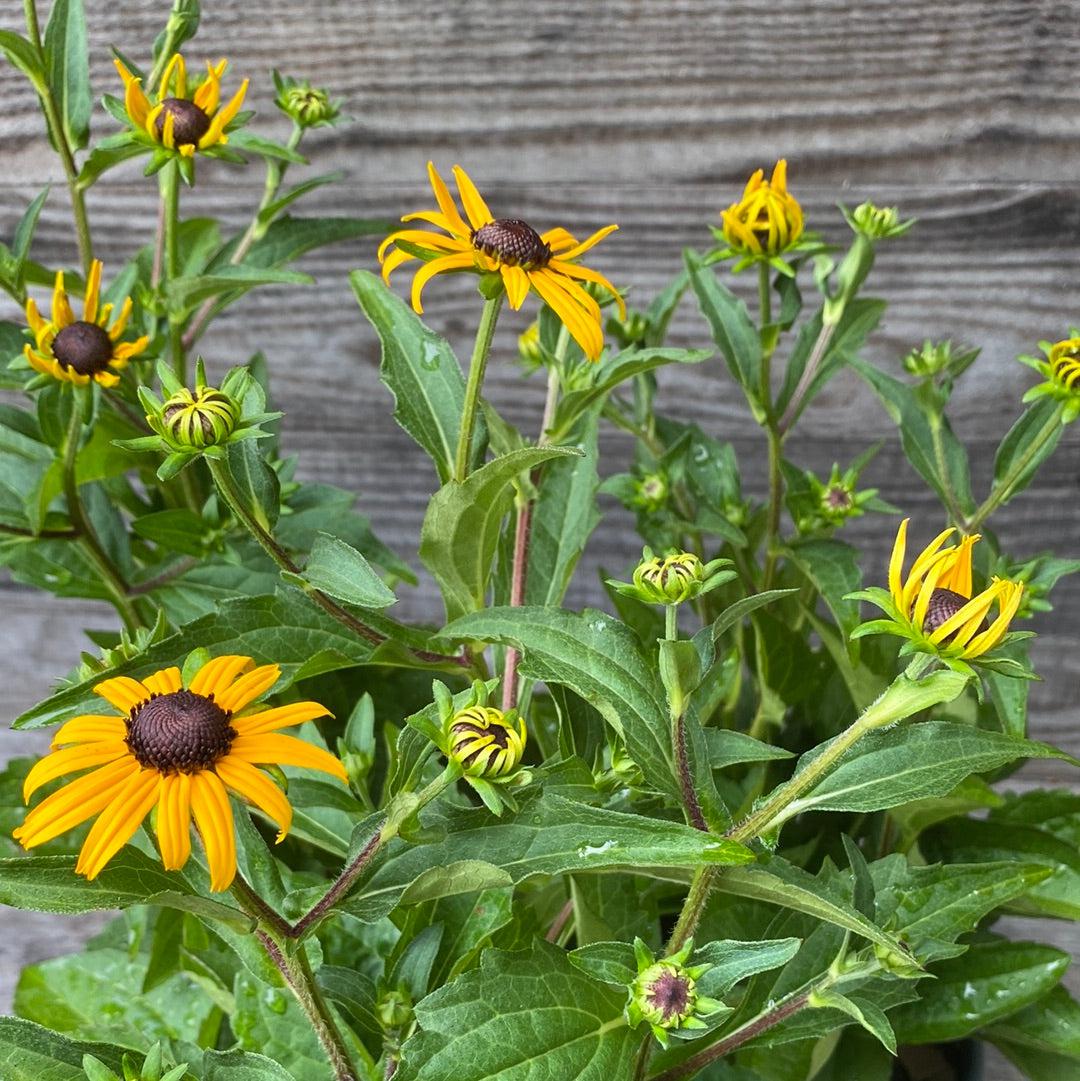 Rudbeckia fulgida 'Goldsturm' ~ Black-Eyed Susan