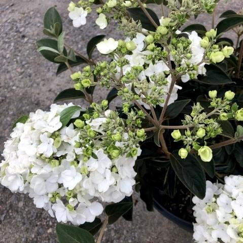 Viburnum macrocephalum 'Estéril' ~ Viburnum estéril, bola de nieve china