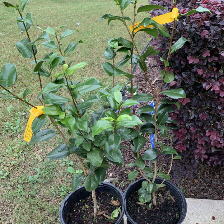 Camellia japonica 'Seafoam' ~ Seafoam Camellia