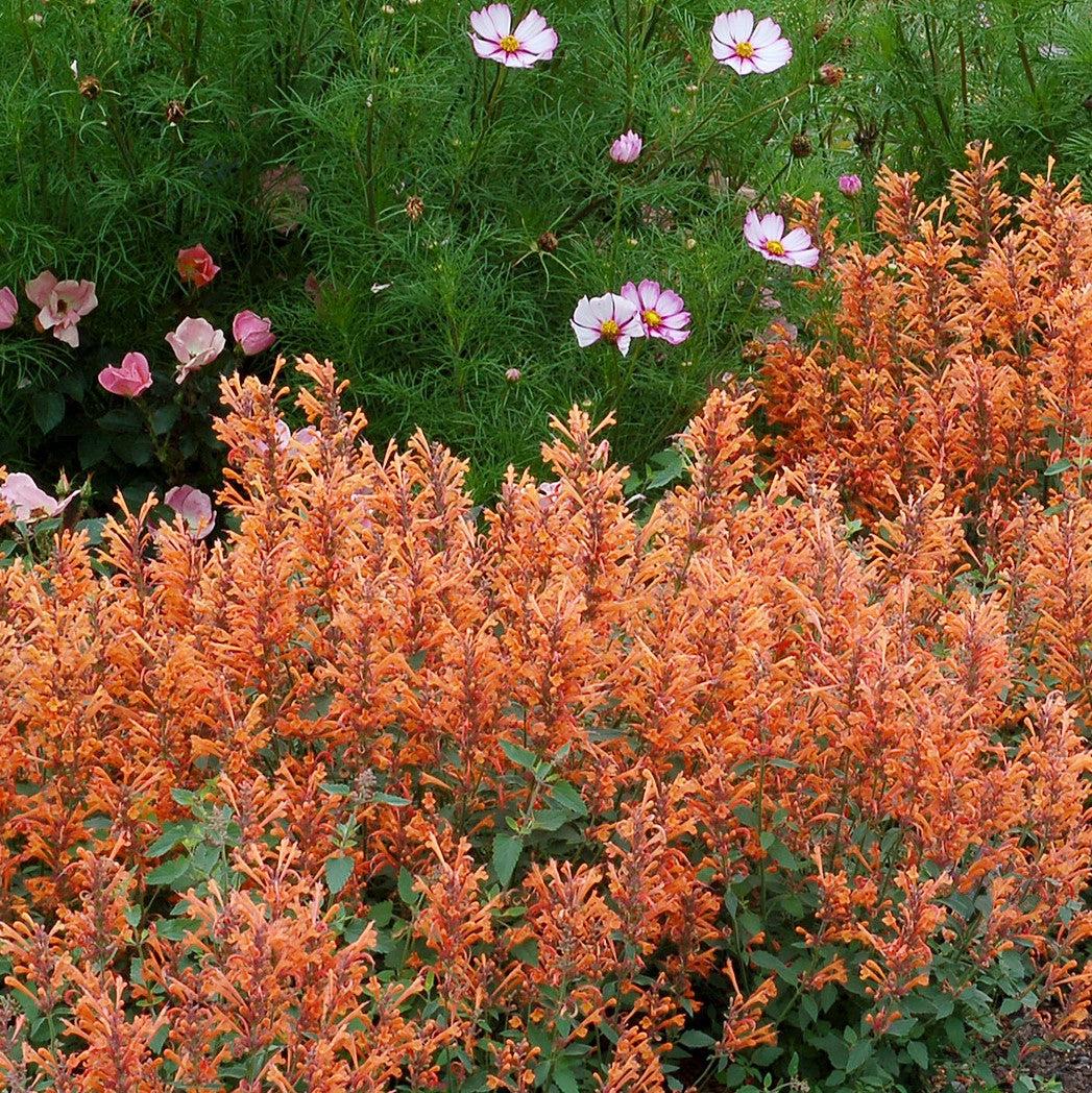 Agastache ‘Kudos Mandarin’ ~ Kudos™ Mandarin Hummingbird Mint, Hyssop