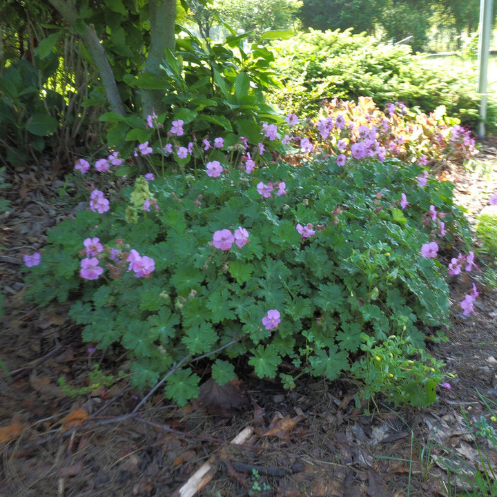 Geranium x cantabrigiense 'Karmina' ~ Karmina Cranesbill, Hardy Geranium