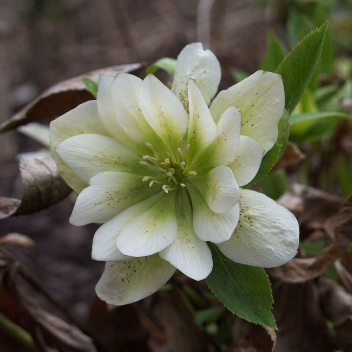 Helleborus 'Cotton Candy' ~ Winter Jewels® Cotton Candy Lenten Rose