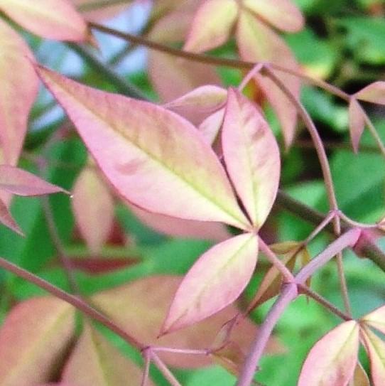 Nandina domestica 'Twilight' ~ Twilight Heavenly Bamboo